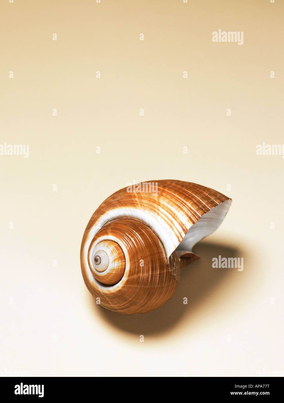 Studio sea shell hi-res stock photography and images - Alamy