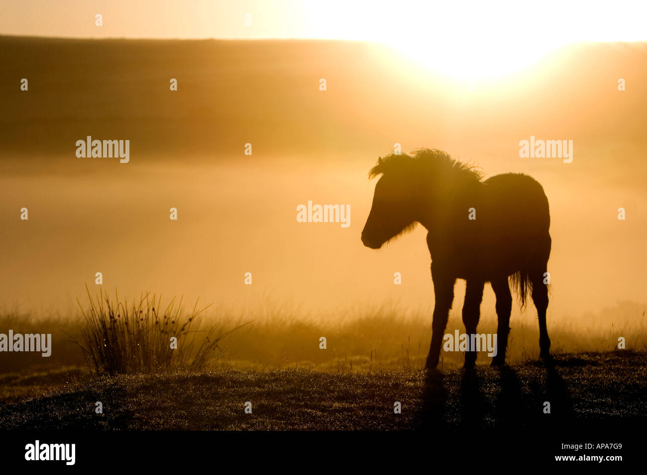 Dartmoor pony foal in the early morning sunrise mist. Dartmoor national park, Devon, UK Stock Photo