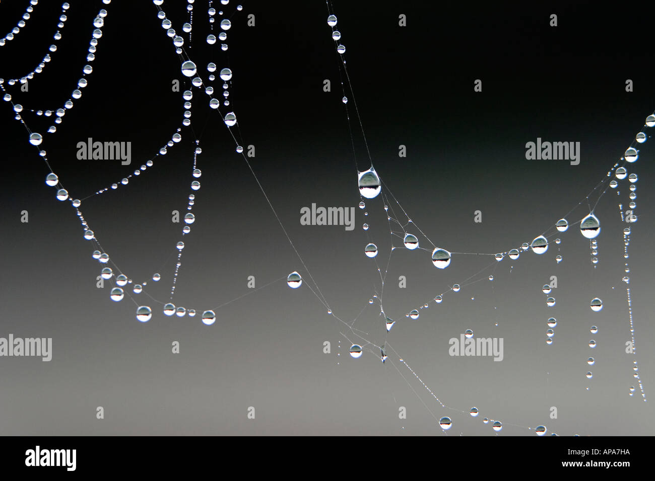 Early morning dew drops on a spiders web Stock Photo