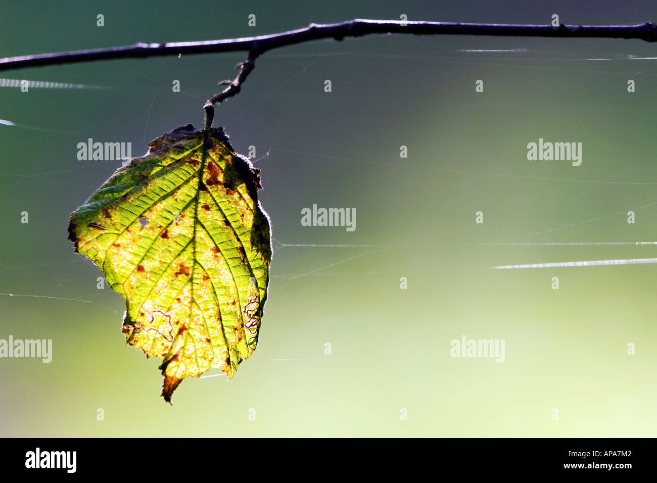 Dying species hires stock photography and images Alamy