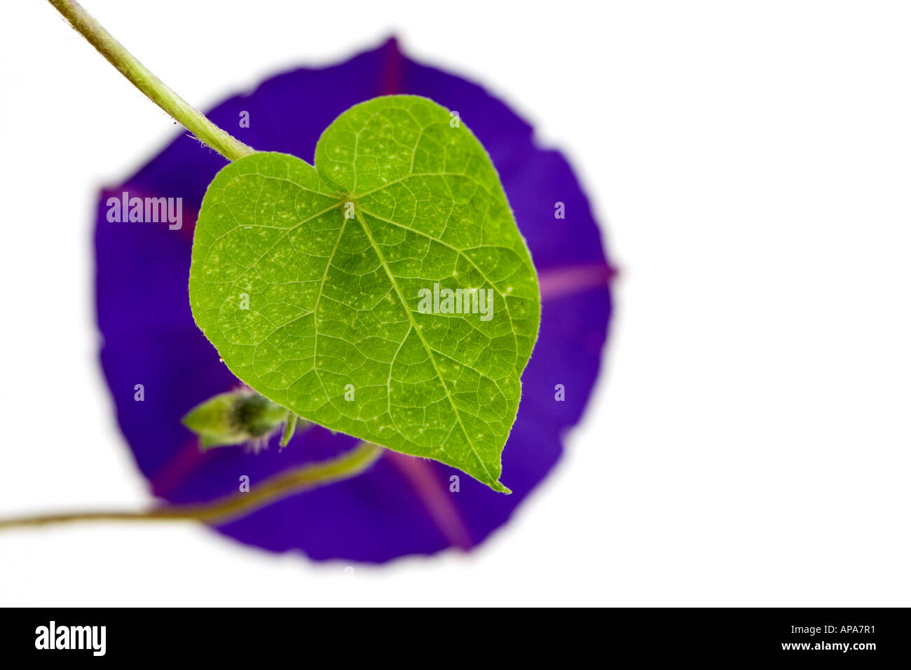 Ipomoea purpurea. Morning Glory heart shaped leaf and flower against white background Stock Photo