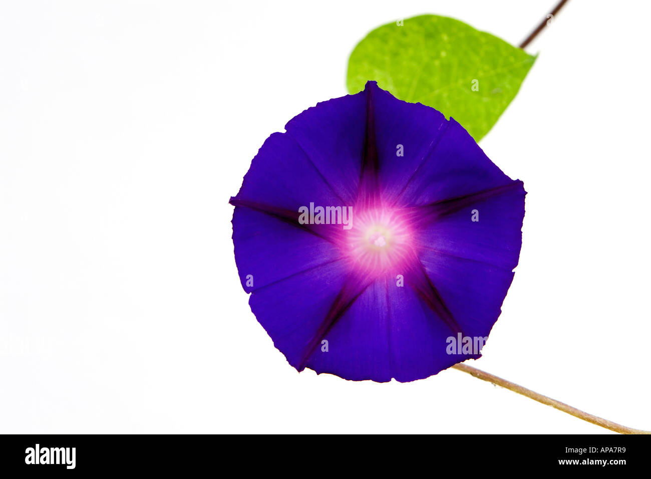 Ipomoea purpurea. Morning Glory flower against white background Stock Photo
