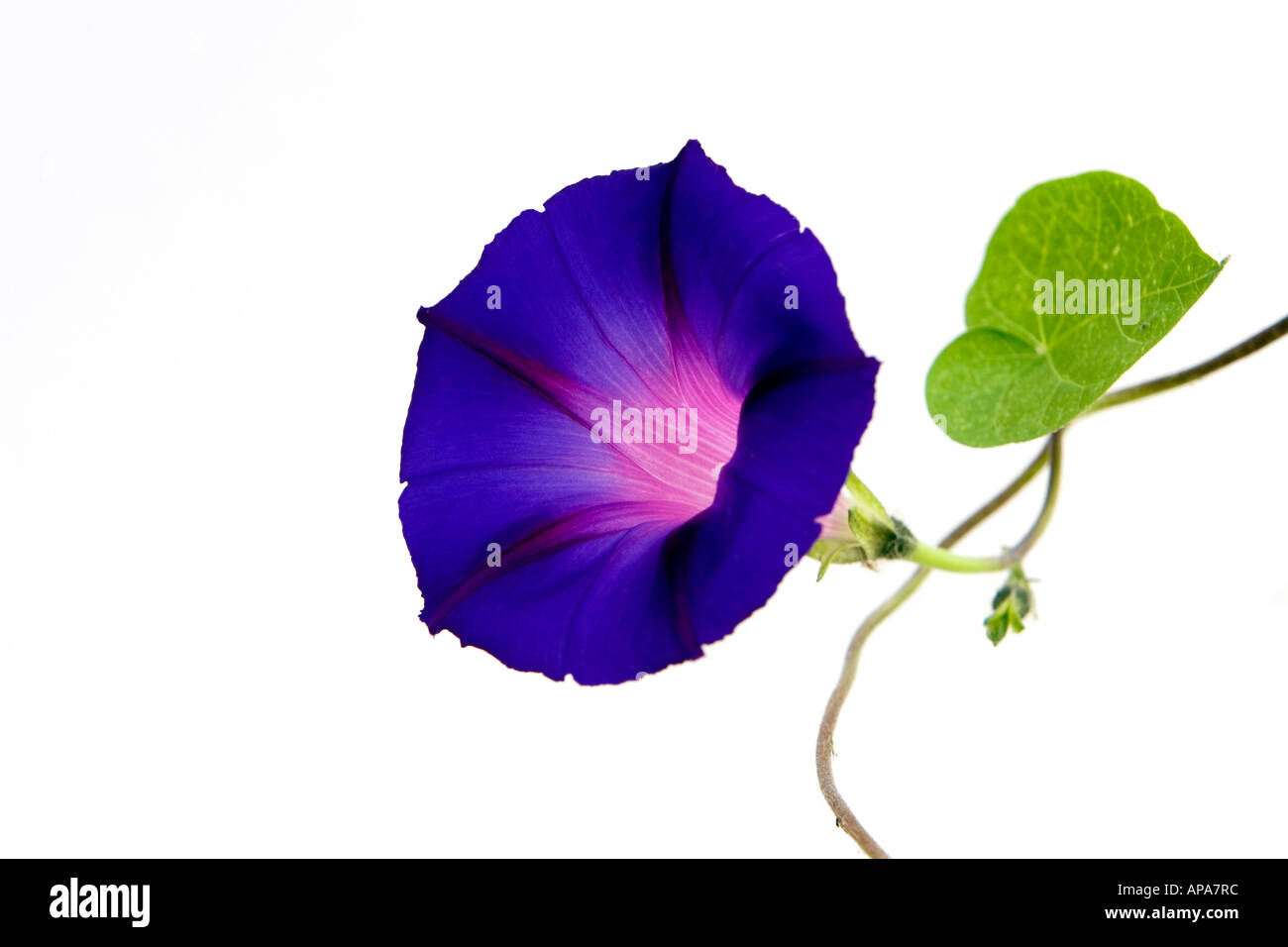 Ipomoea purpurea. Morning Glory flower against white background Stock Photo