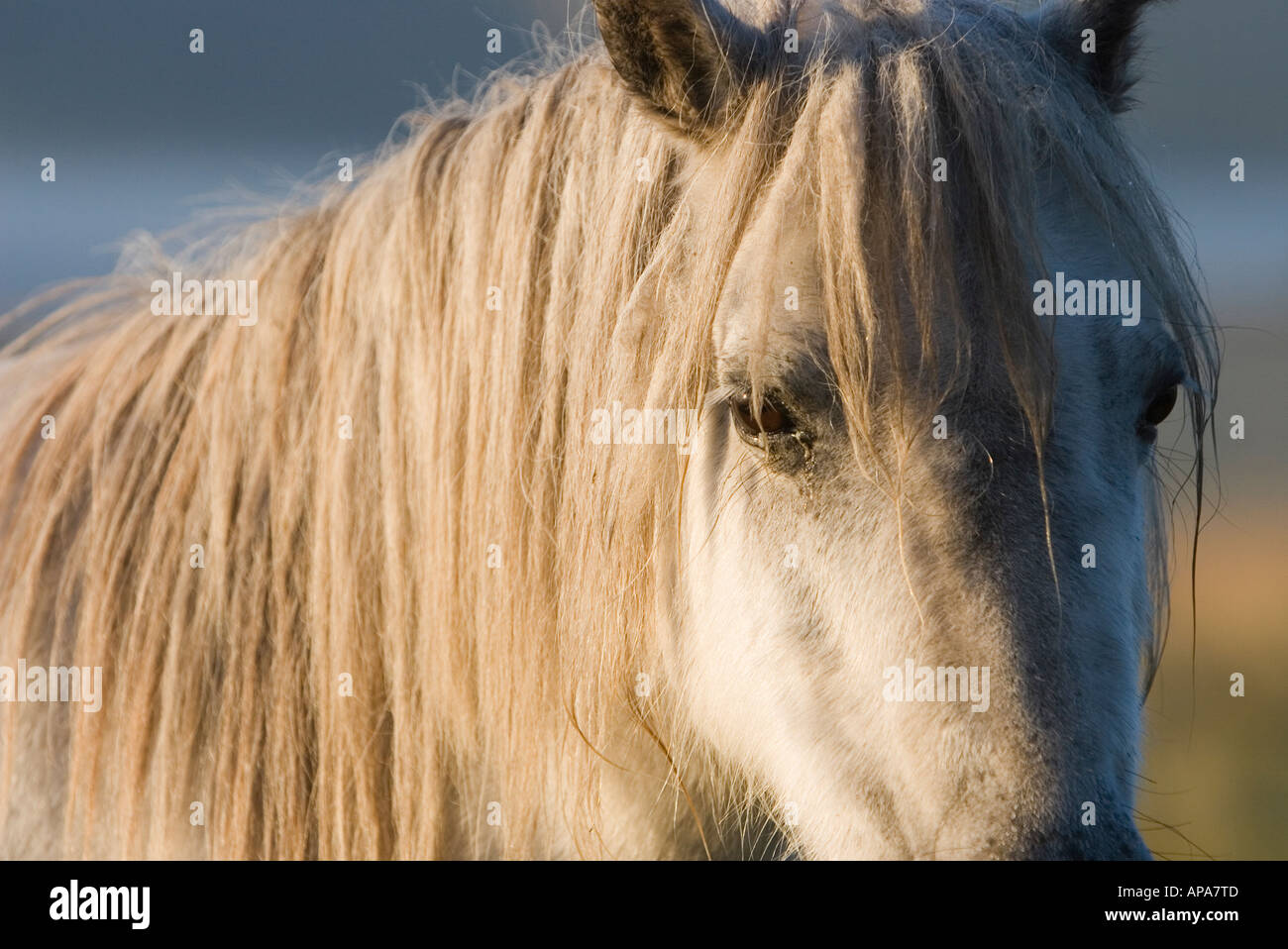 White Dartmoor pony in the morning sunlight. Dartmoor national park