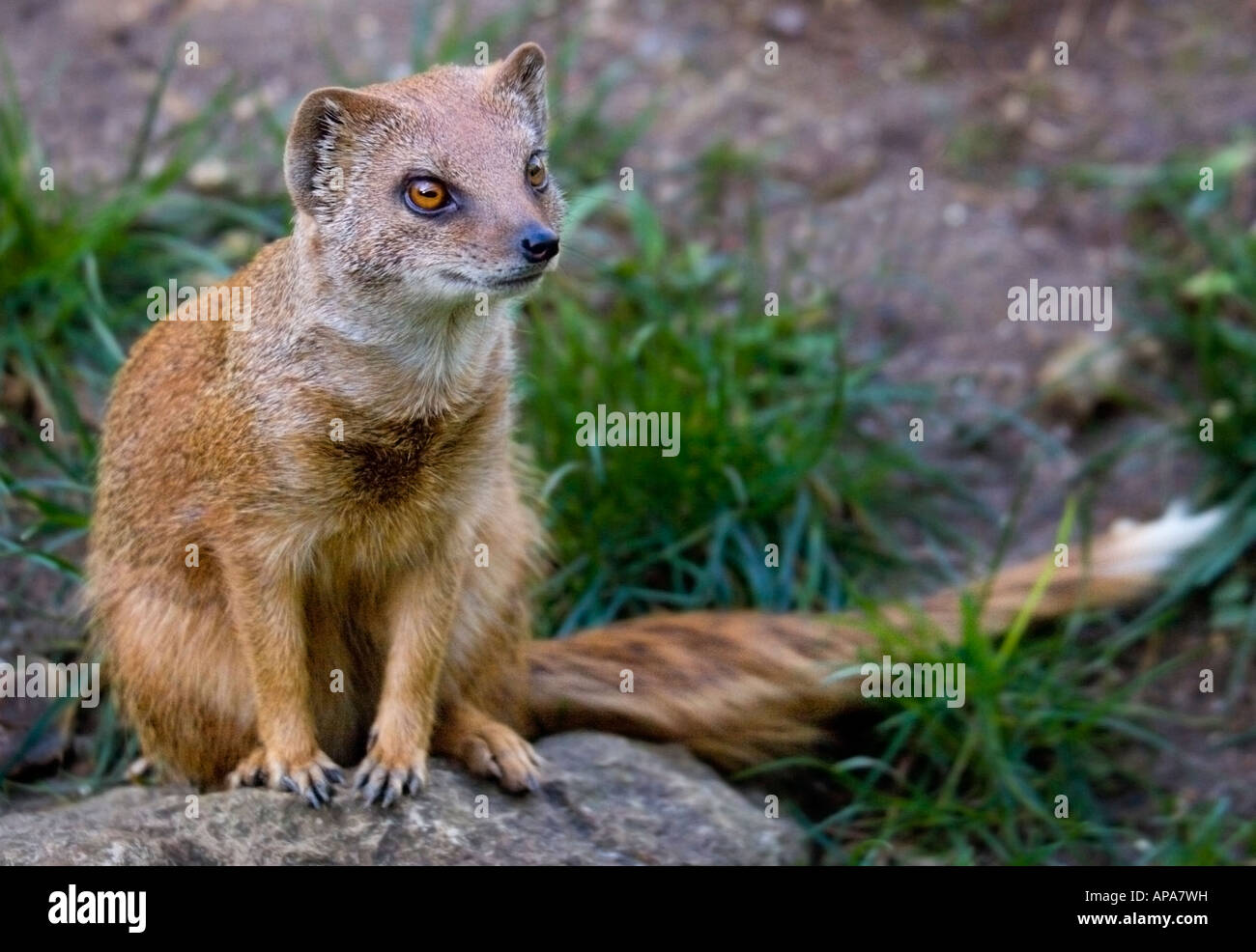 Yellow Mongoose (cynictus penicillata) Stock Photo