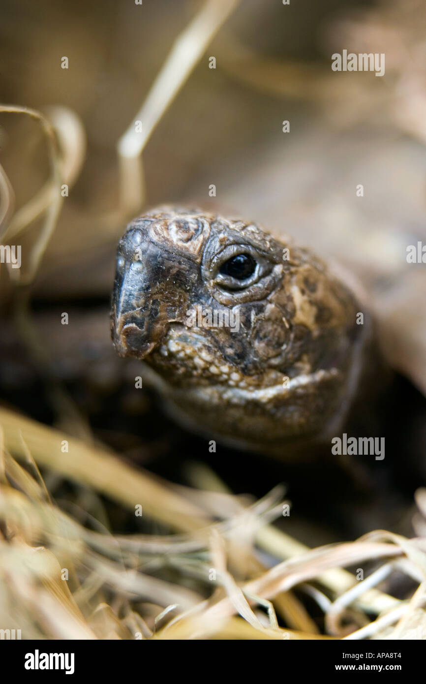 Pet Tortoise in straw bedding. Selective focus Stock Photo