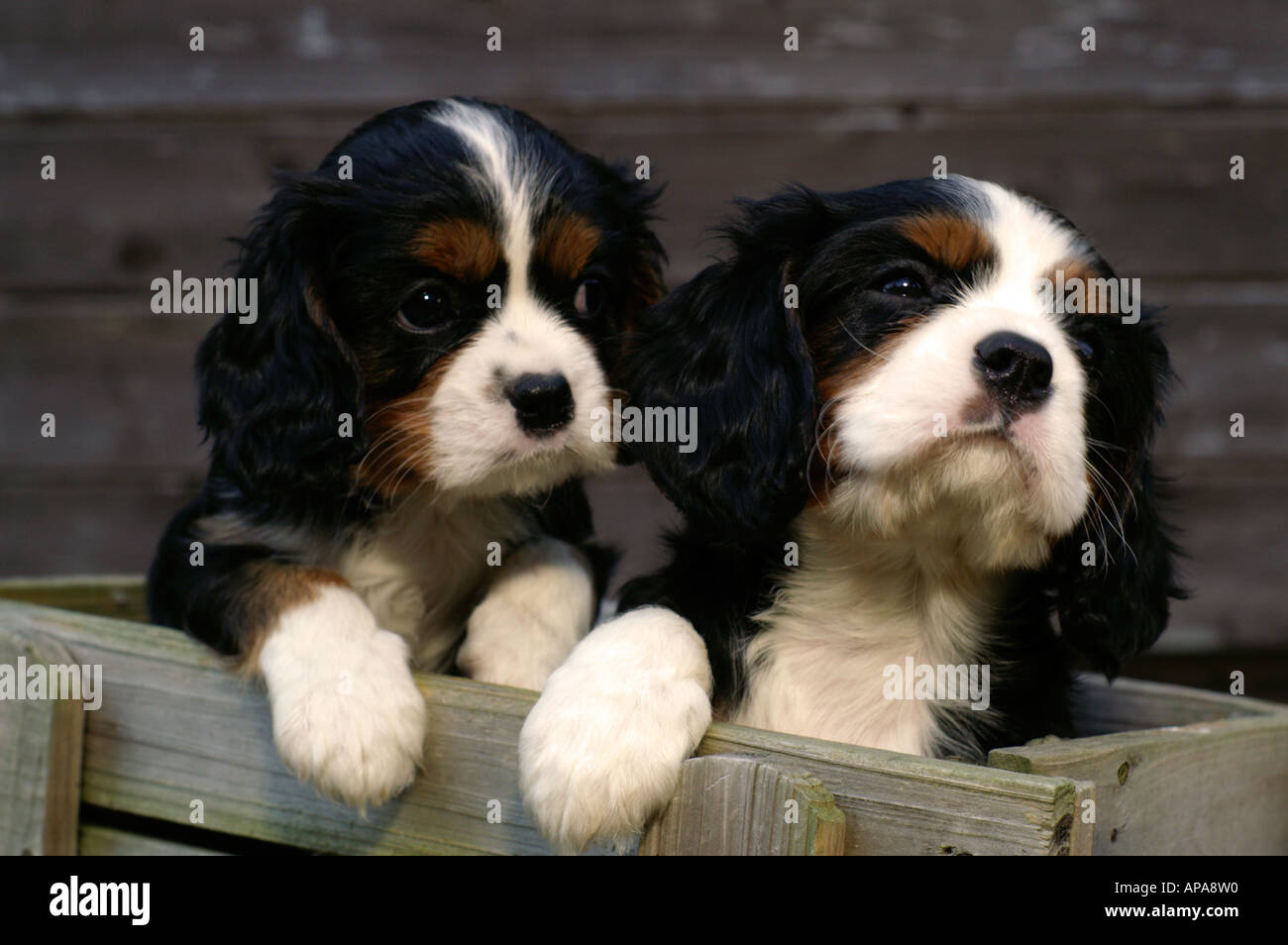 Cavalier king charles spaniel tricolour hires stock photography and images Alamy