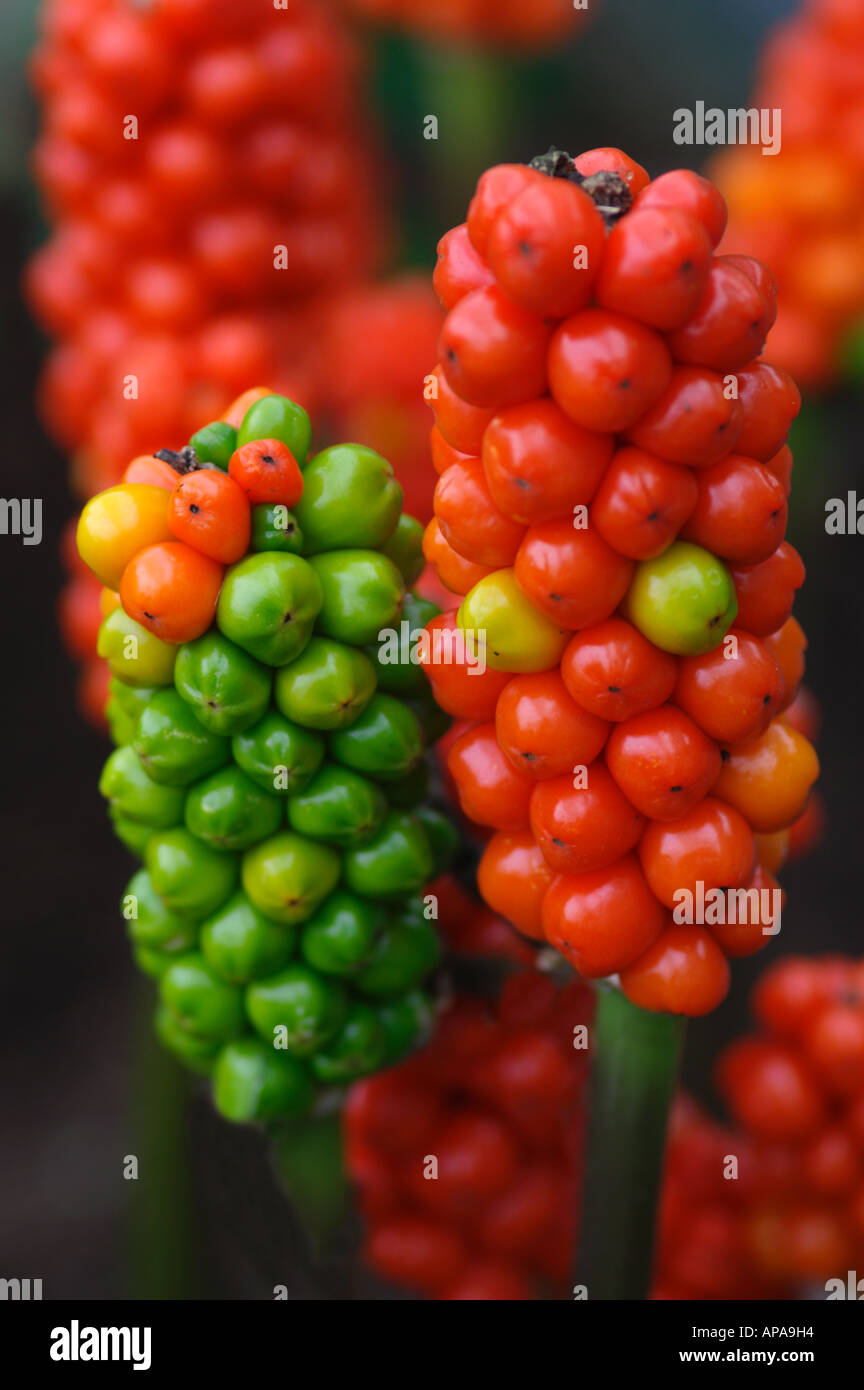 Arum italicum berries Stock Photo