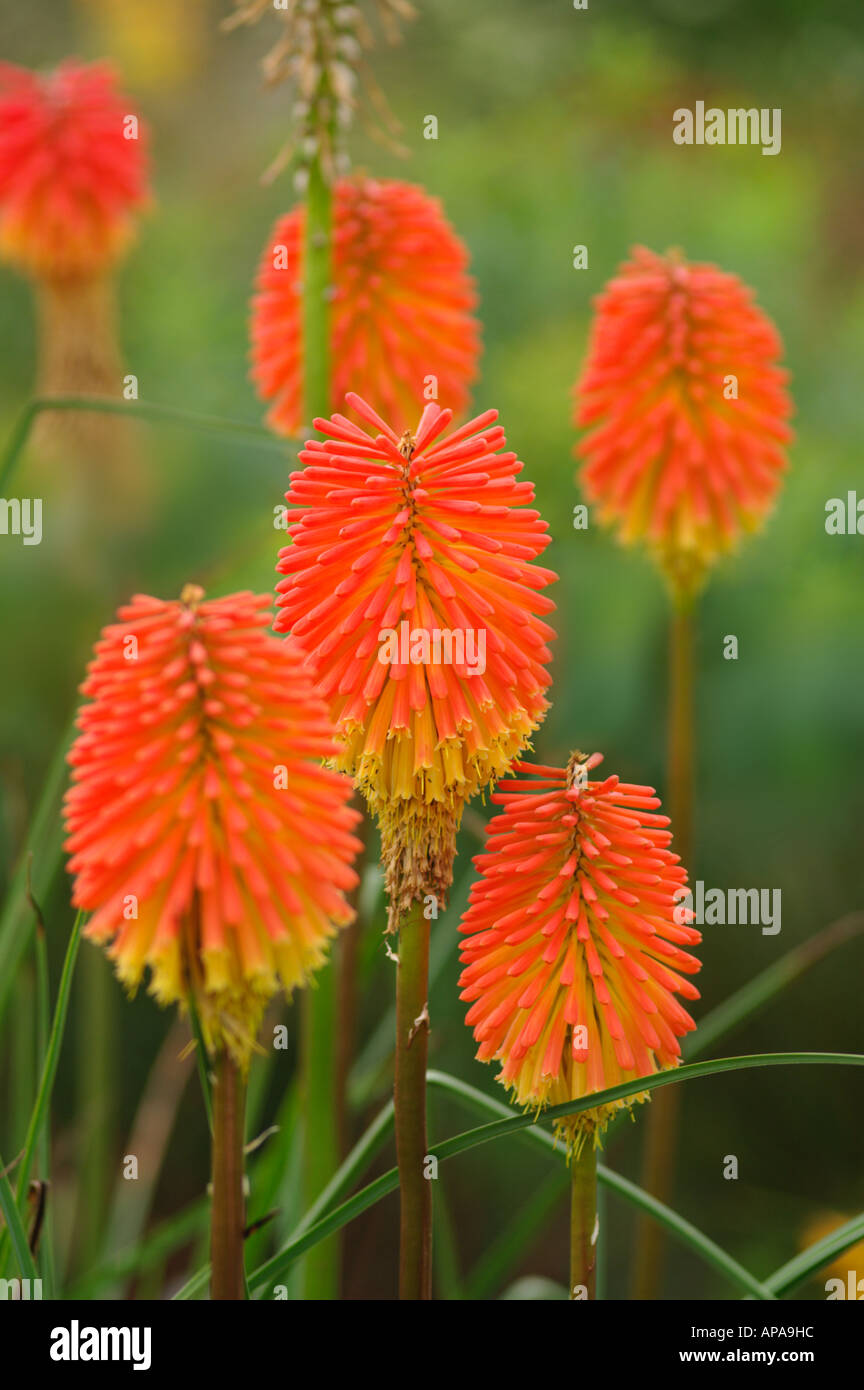 Colourful flower spikes of Kniphofia praecox Stock Photo