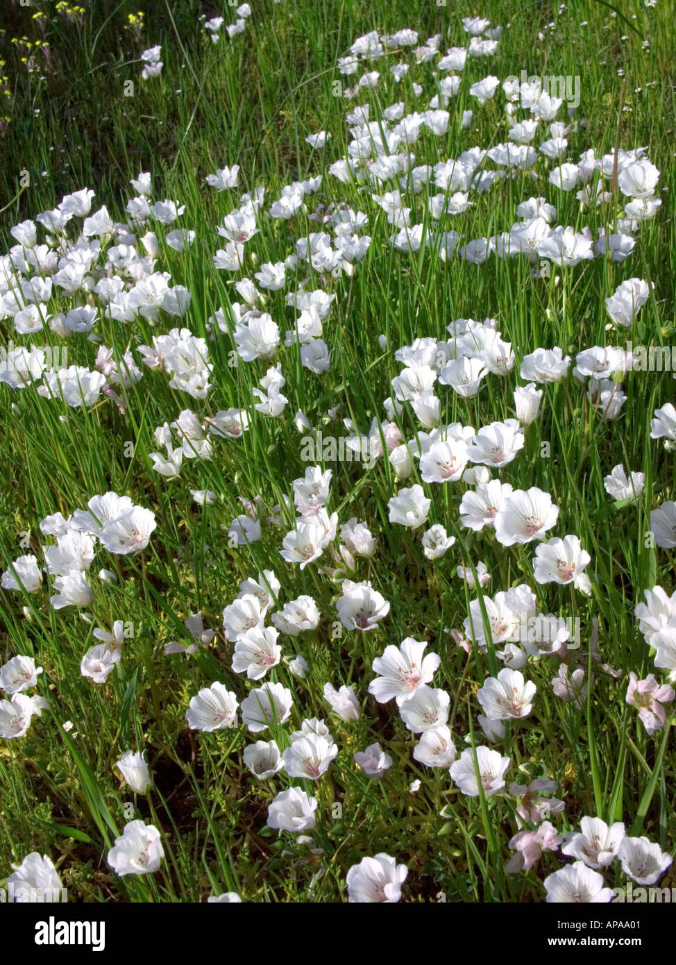 Meadowfoam Limnanthes douglasii var rosea flowers in spring Sacramento Valley California Stock Photo