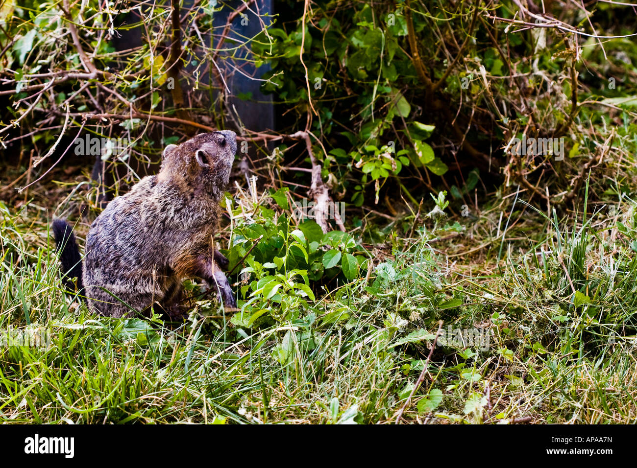 As I was driving in slow traffic on I-495, near McLean, VA, I saw a groundhog meddling about on the median, inbetween the lanes of traffic. Stock Photo