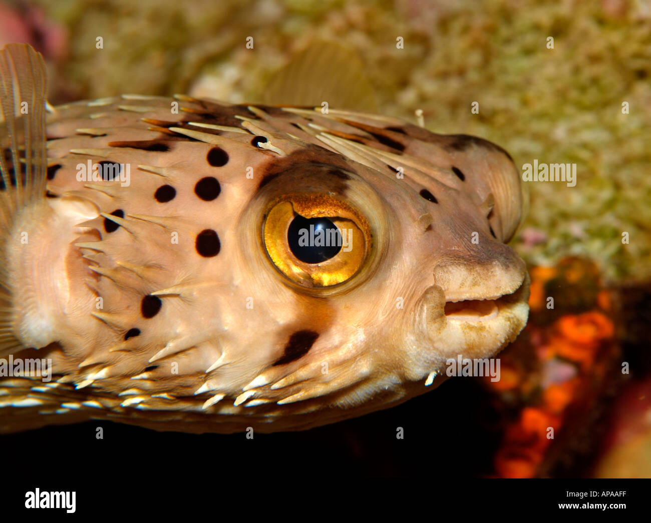 Spiny puffer fish hires stock photography and images Alamy