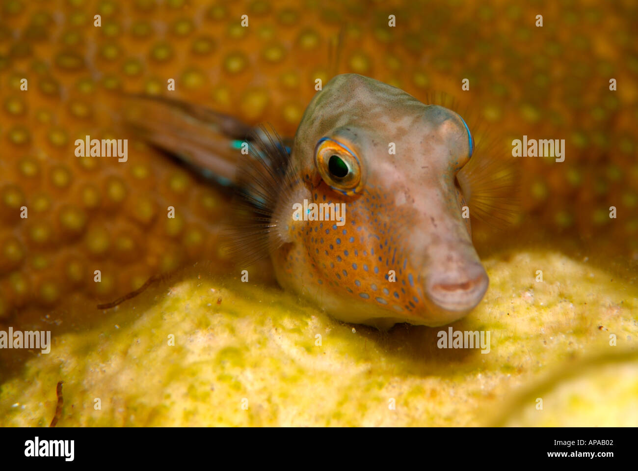 Sharpnose puffer fish in the Gulf of Mexico, off Texas Stock Photo