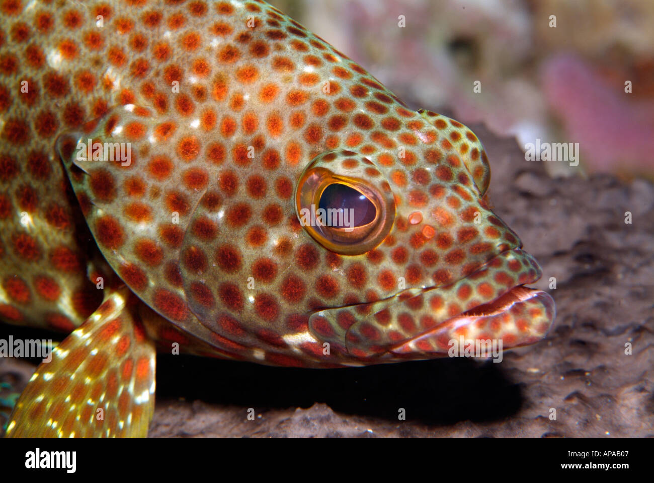 Strawberry Grouper In The Gulf Of Mexico Off Texas Stock Photo Alamy Strawberry Grouper In The Gulf Of Mexico Off Texas Stock Photo Alamy