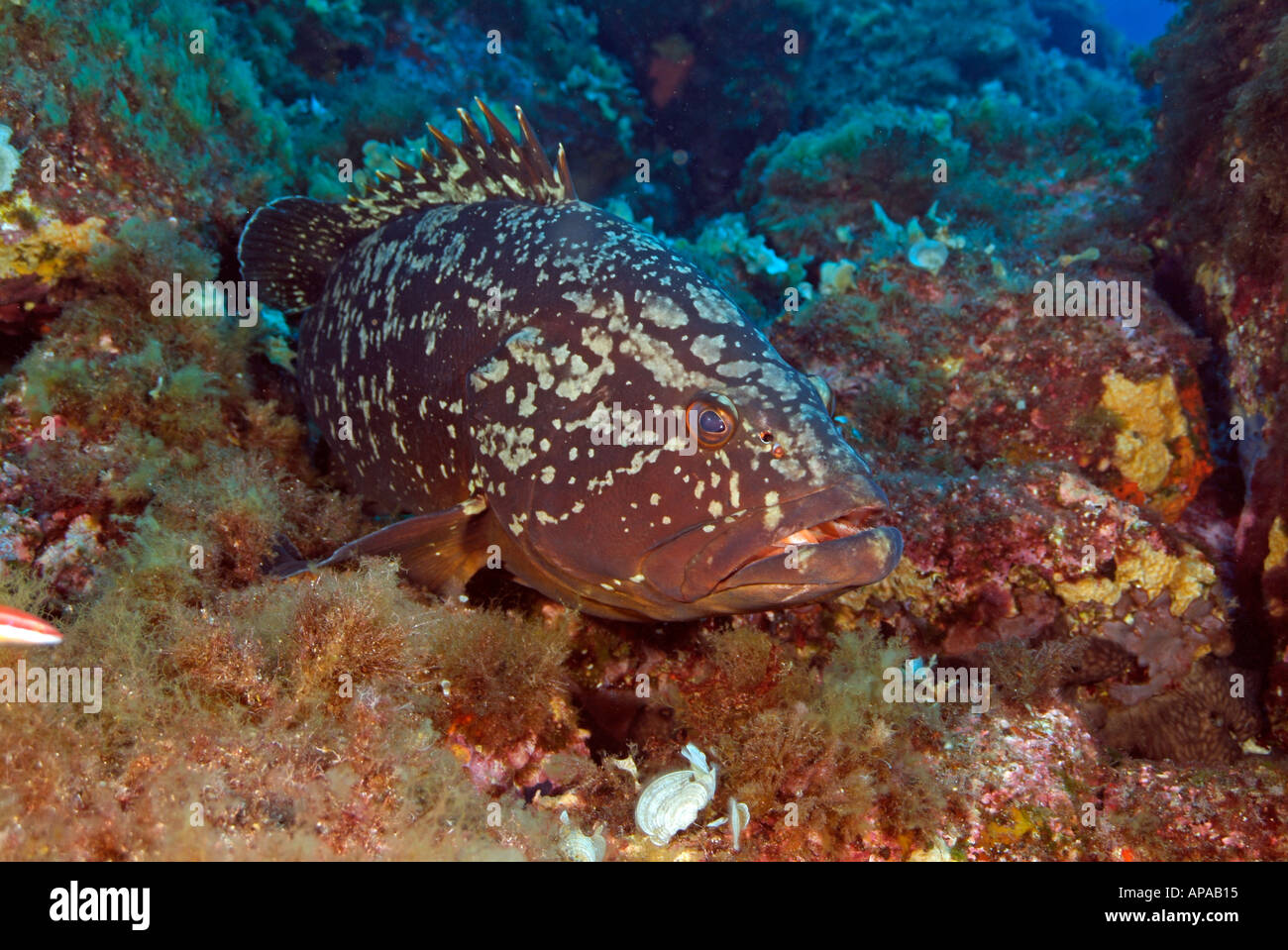 Dusky grouper, off France, Mediterranean Sea Stock Photo