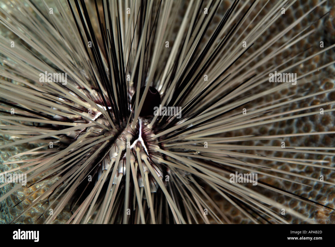 Long-spined urchin in the Gulf of Mexico, off Texas Stock Photo