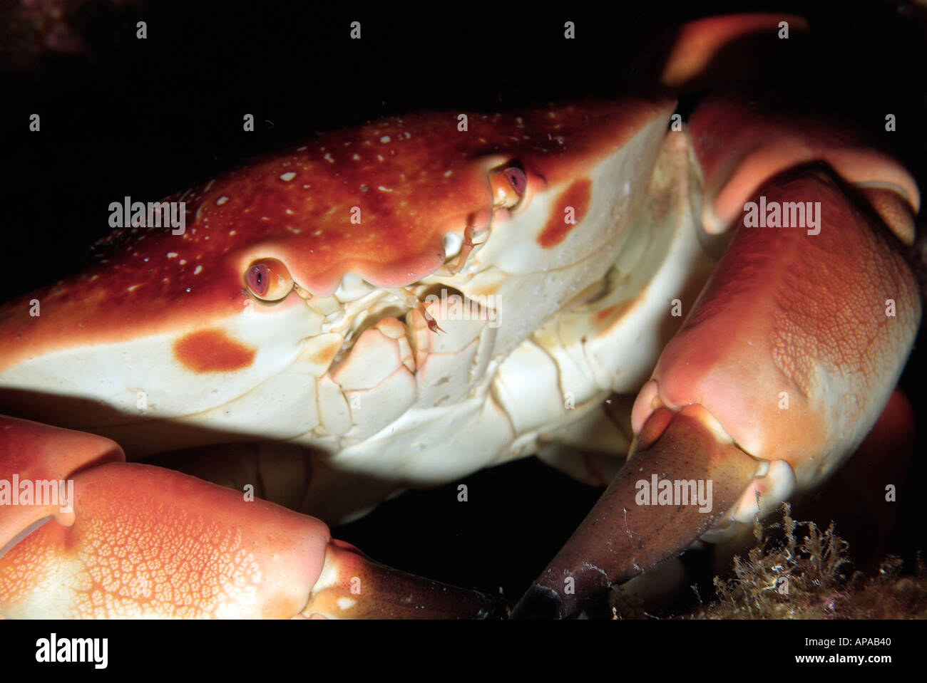 Batwing coral crab in the Gulf of Mexico, off Texas Stock Photo
