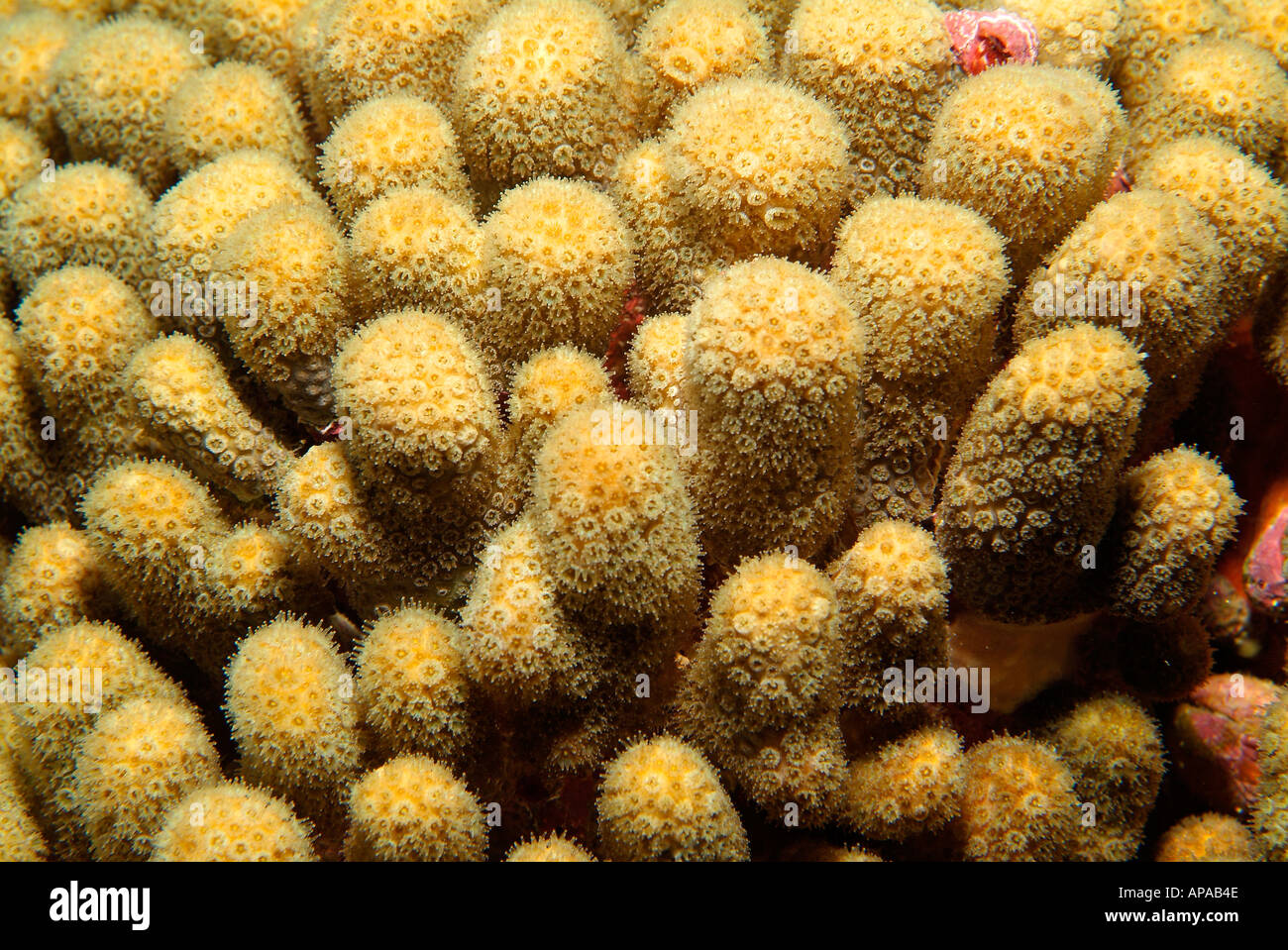 Yellow sponge zoanthid in the Gulf of Mexico off Texas Stock Photo Alamy