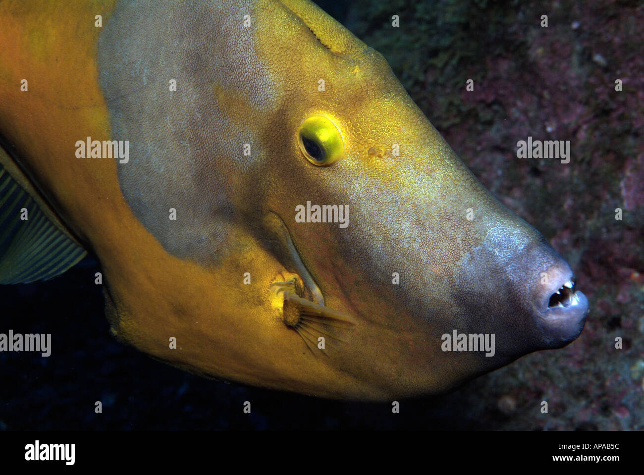 Whitespotted filefish in the Gulf of Mexico, off Texas Stock Photo
