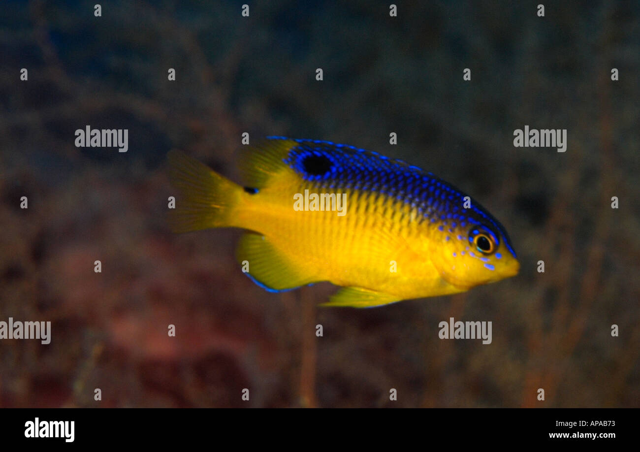 Juvenile cocoa damselfish in Flower Garden in the Gulf of Mexico Stock Photo