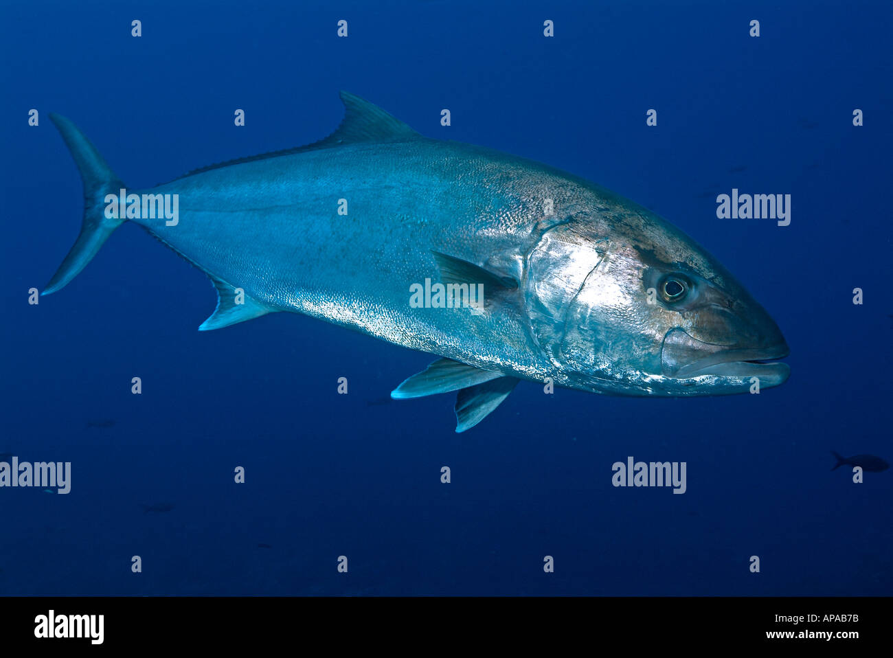 Greater amberjack in Flower Garden in the Gulf of Mexico Stock Photo