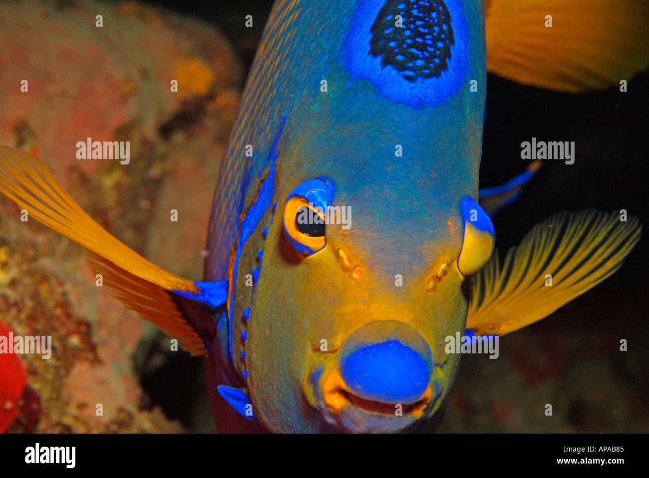 Queen angelfish, Flower Garden in the Gulf of Mexico Stock Photo Alamy