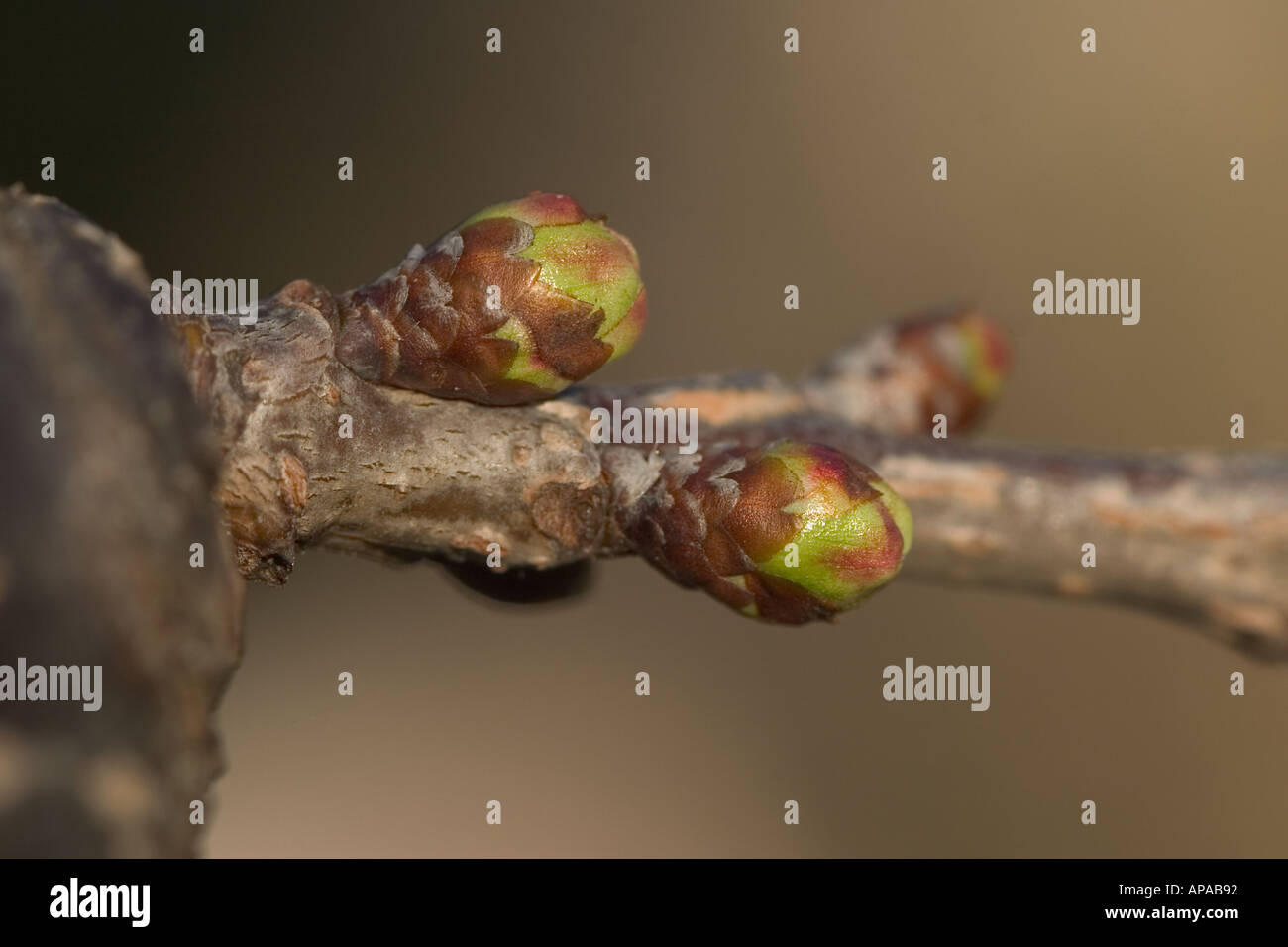 Stella Cherry Buds Stock Photo Alamy