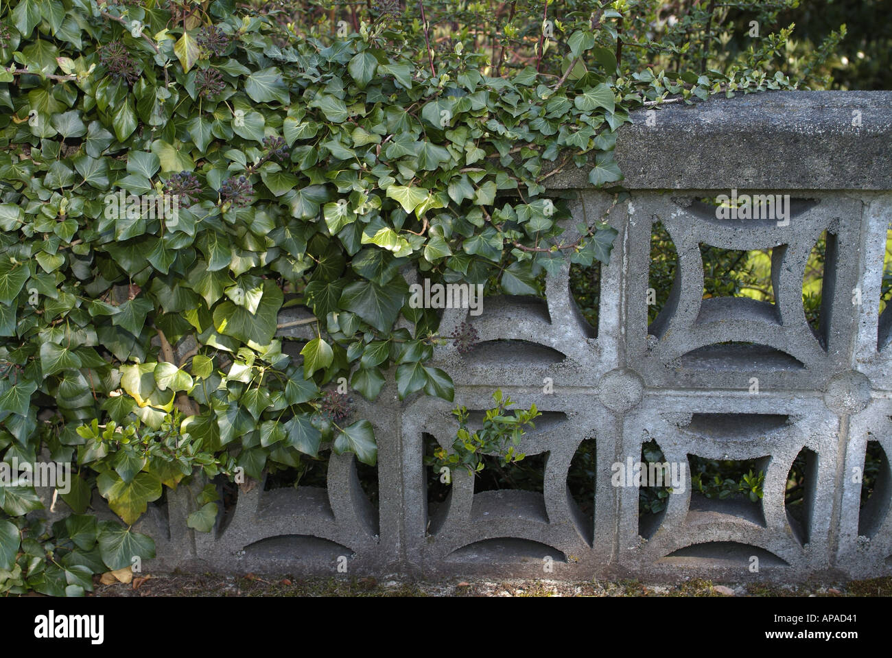 Vine covered concrete fence British Columbia Canada Stock Photo Alamy