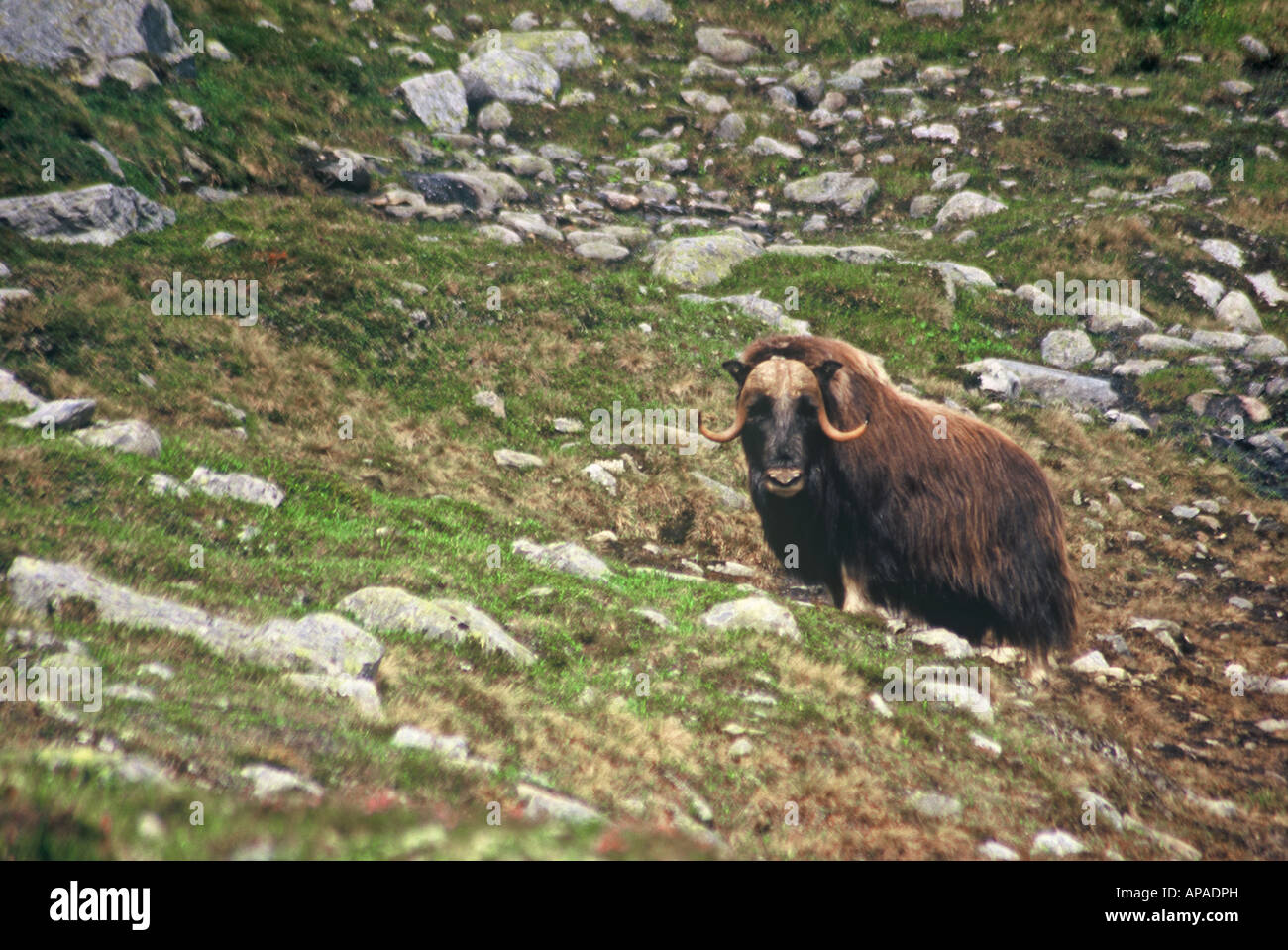 Musk ox in alpine tundra in Norway. Stock Photo