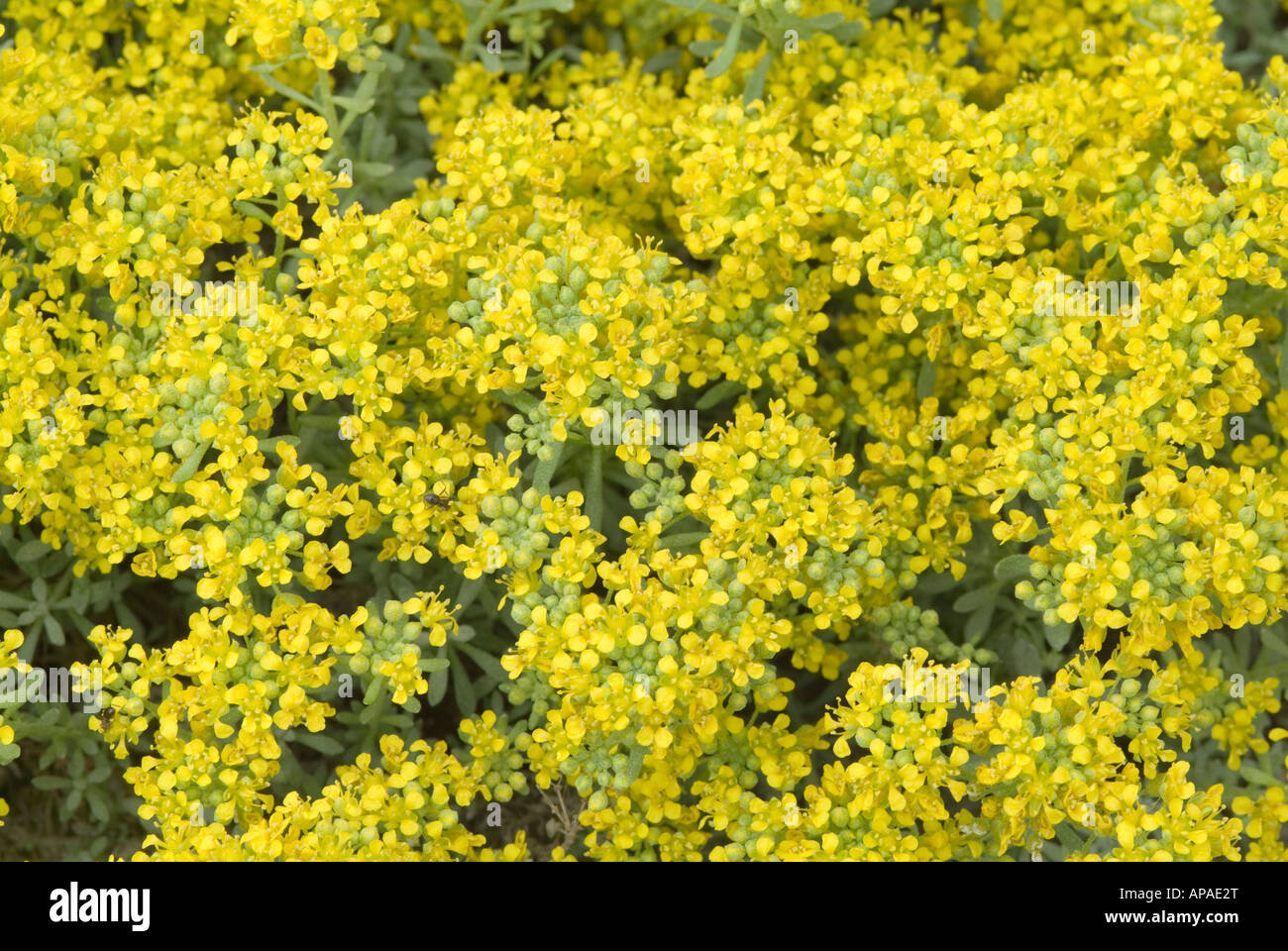 Alyssum propinquum flowering Stock Photo