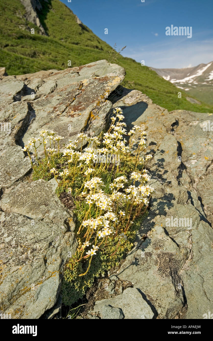 Mountain Saxifrage (Saxifraga paniculata, Saxifraga aizoon), flowering Stock Photo