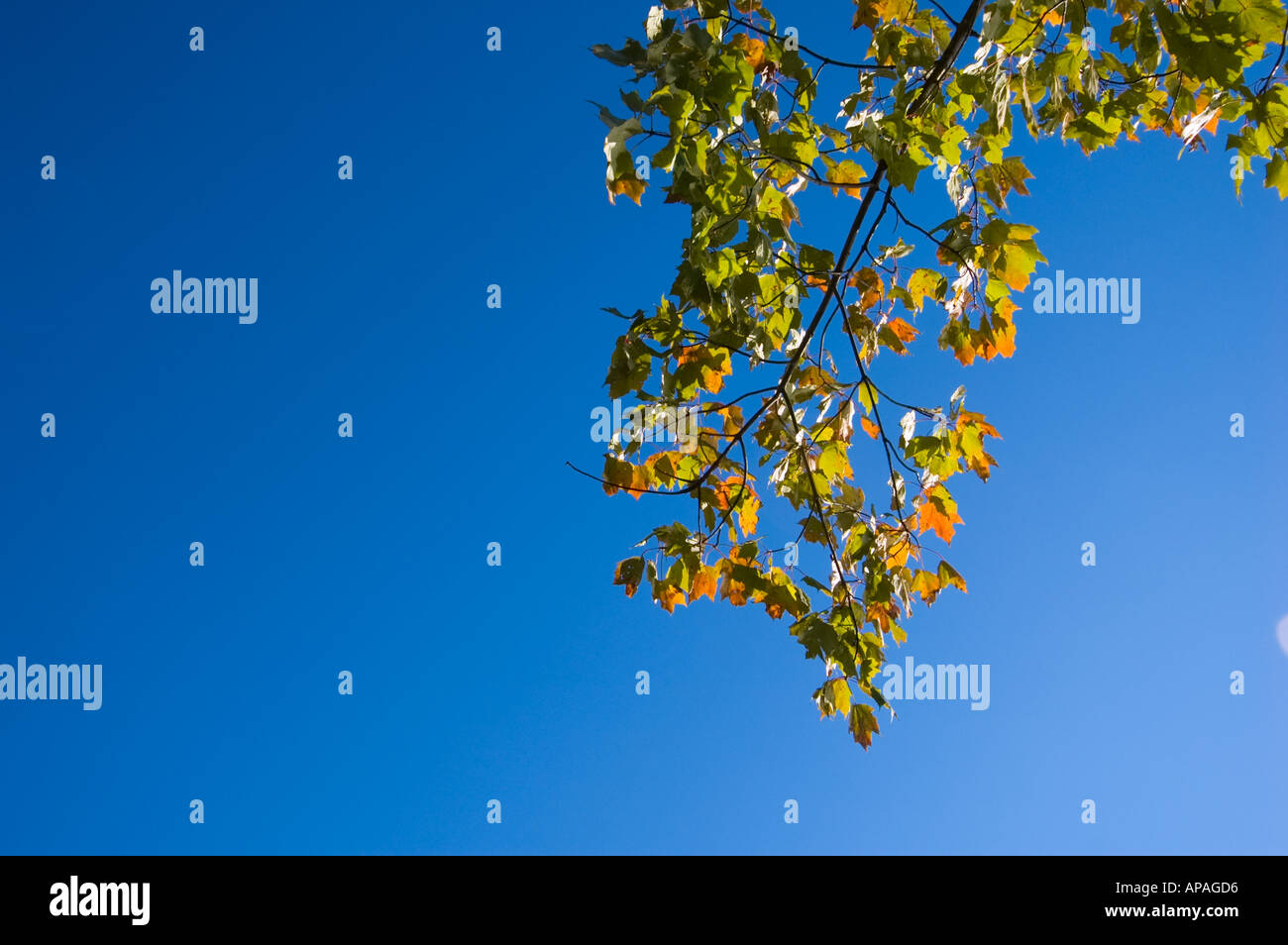 Autumn maple against blue sky hi-res stock photography and images - Alamy