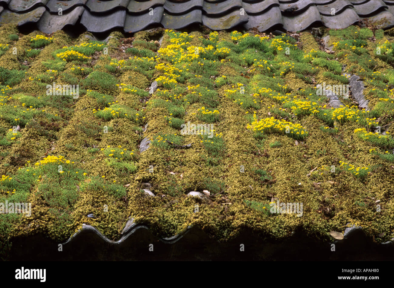 Roof grown with Sedum Stock Photo