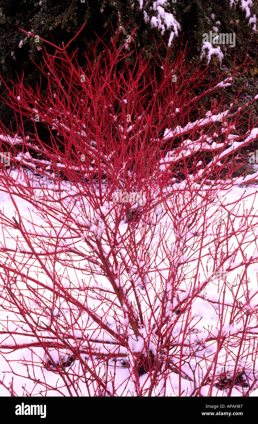 Cornus alba 'Sibirica' AGM Cornus alba Westonbirt Dogwood red scarlet Winter stems snow garden plant flower dogwoods Stock Photo