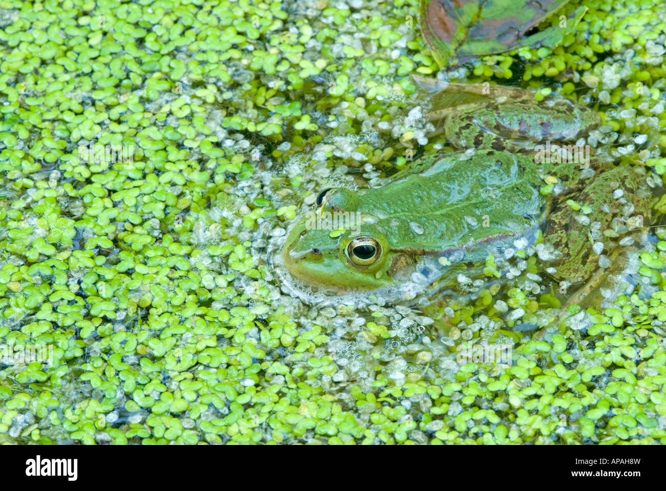 European Edible Frog (Rana esculenta) in pond among Duckweed Stock Photo