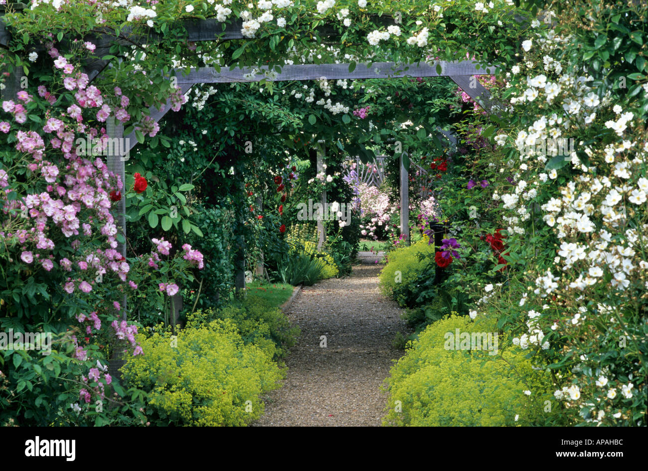 Mannington Hall, Norfolk, Rose Arbour, wooden garden Arch, Alchemilla mollis, climbing plants, pink, white flowers, covered path Stock Photo