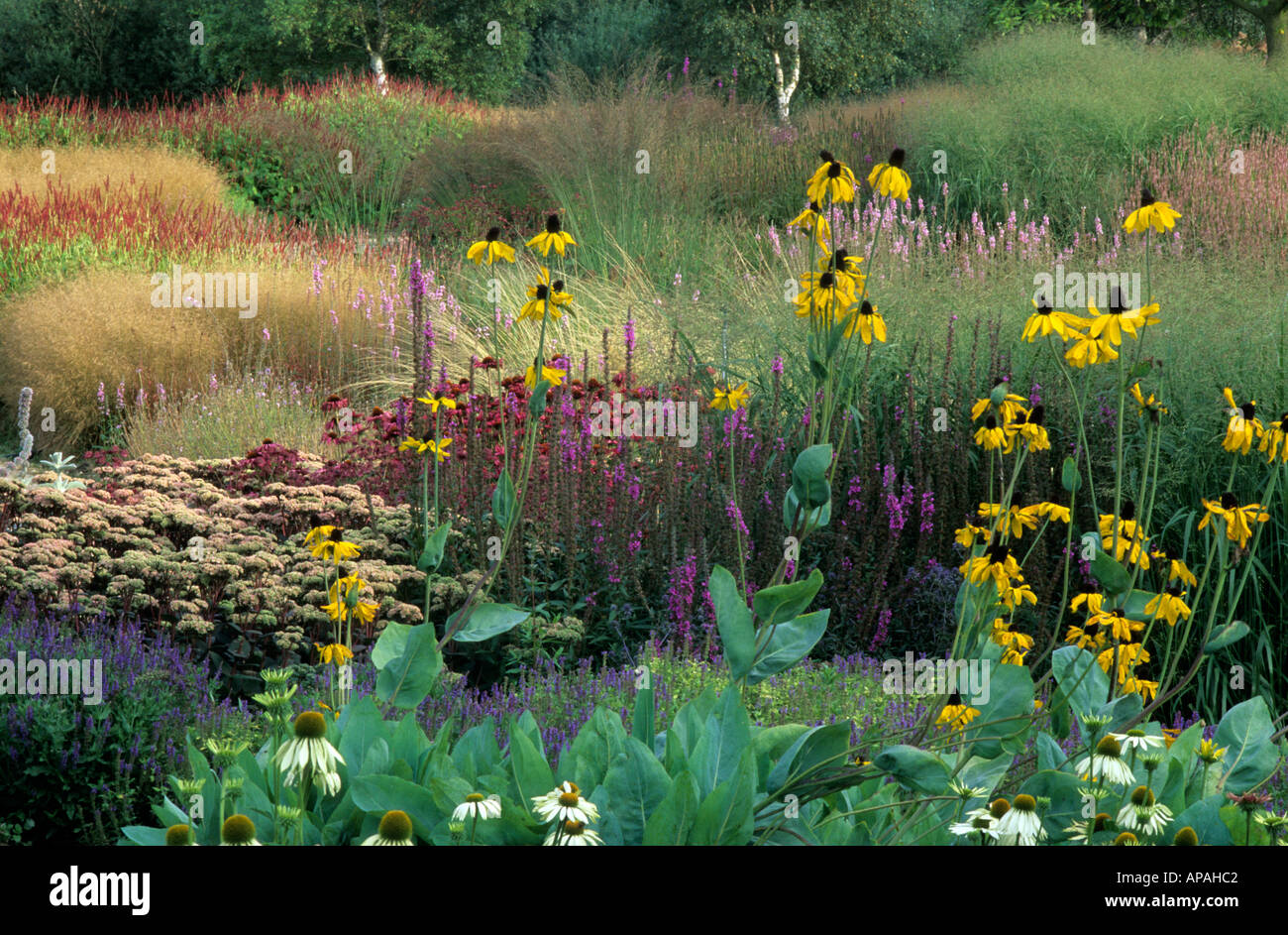 Pensthorpe, Rudbeckia maxima, Echinacea, Grasses Stock Photo