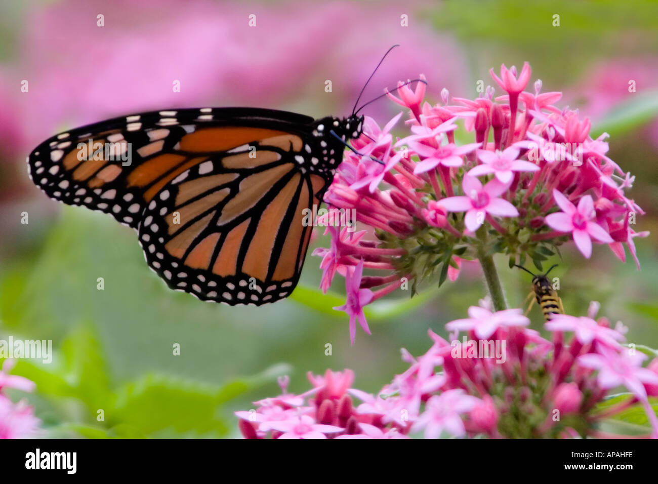 Monarch butterfly on pink flower with bee in background Stock Photo