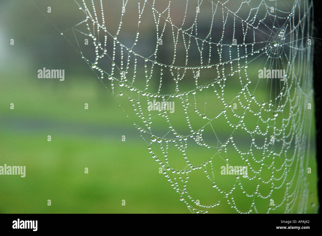 Autumn Morning Spider Web United Kingdom Stock Photo