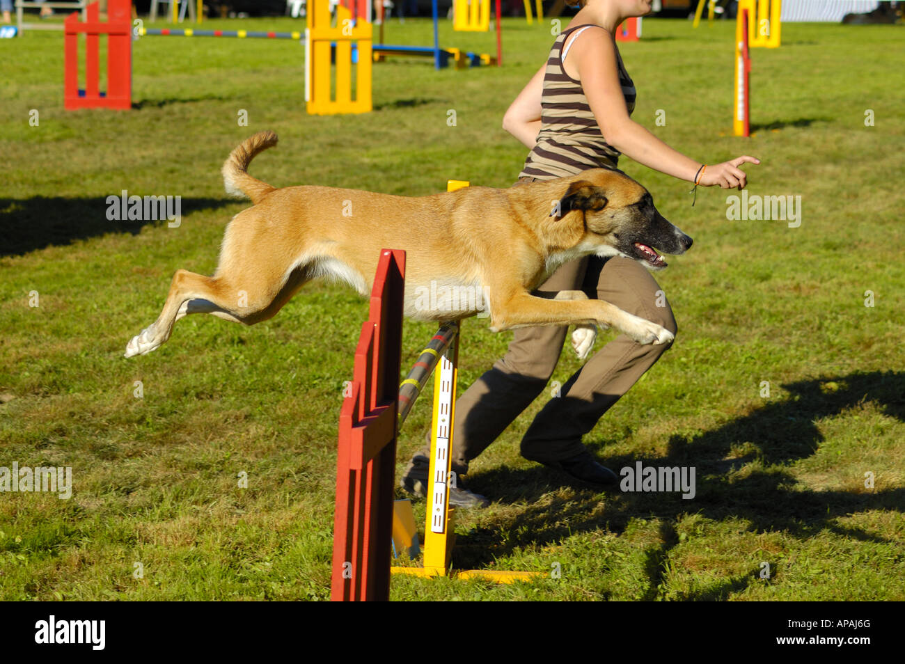 A dog taking part in agility trials, its owner signalling it over the jump Stock Photo