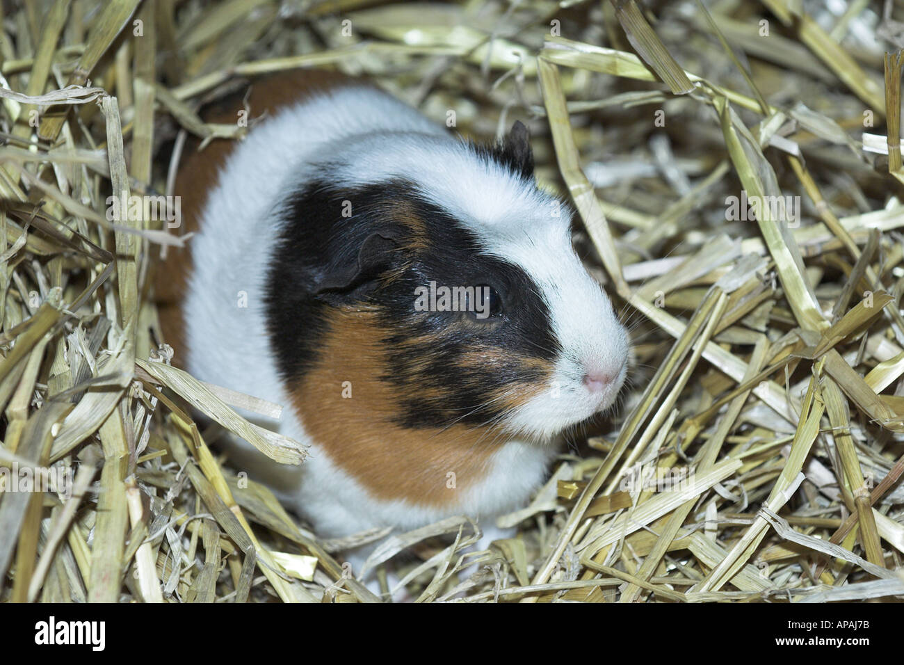 Guinea pig in straw hi-res stock photography and images - Alamy