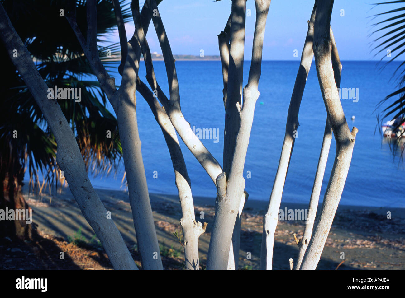 Trees with white bark katelios stock photo alamy