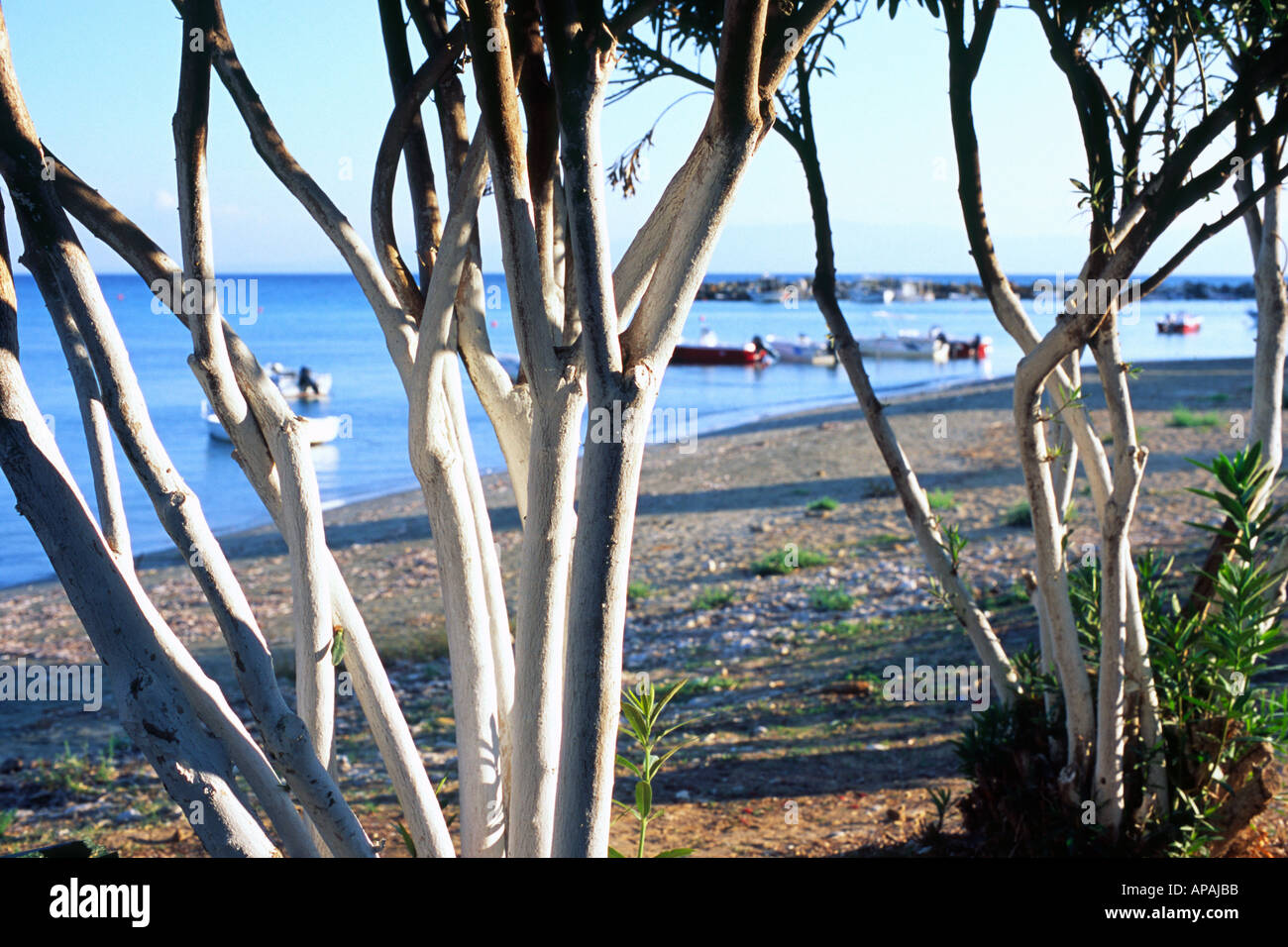 Trees with white bark katelios stock photo alamy