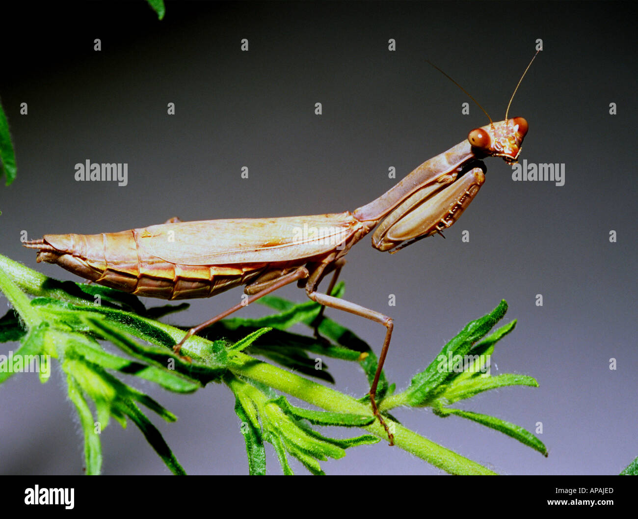 Praying mantis grotesque compound eyes antennae wing cases hires stock