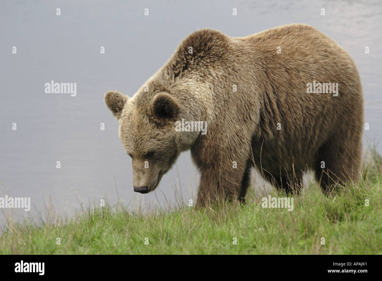 Brown bear Ursus arctos walking by a lake Stock Photo - Alamy