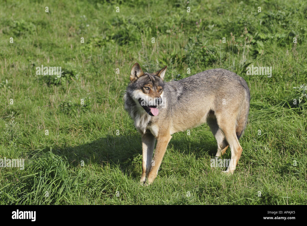 Wolf Canis Lupus With Ears Pricked Up Alert And Looking Round Having Heard A Noise Stock Photo Alamy