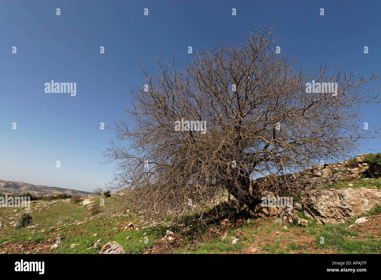 Israel the Upper Galilee Terebinth tree Pistacia Palaestina on Mount