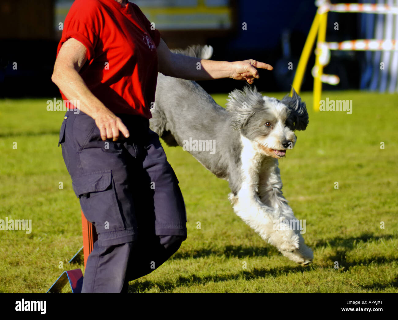 A dog taking part in agility trials, its owner signalling it to take the jump. Stock Photo