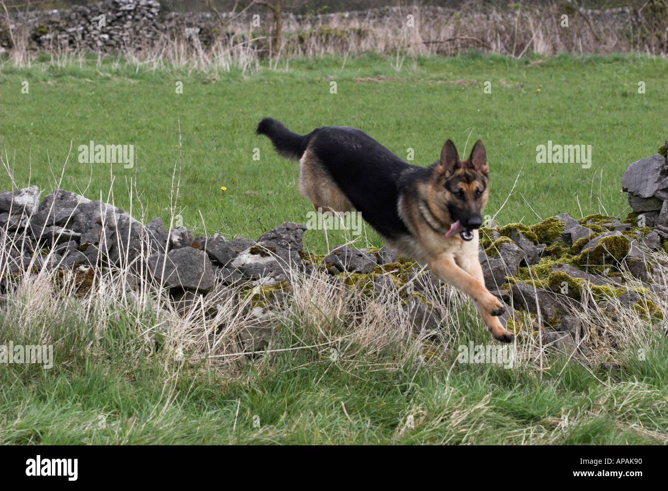 Dog jumping wall hi-res stock photography and images - Alamy