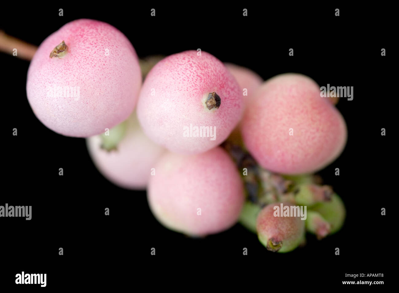 Snowberry / Coralberry Symphoricarpos Doorenbosii ' mother of pearl ' Stock Photo